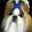 Mr Foo's Shih Tzu of Indiana, Kentucky, Missouri, Illinios, Ohio, Michigan. Home Bred Champion Shih-tzu Puppies, Small private Shih tzu breeder in Indianapolis, Indiana, Louisville, Kentucky and St. Louis, Missouri.