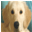 Golden Retriever My Tammy