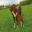 New Hill Farm – New Hill Farm Worsley