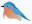 North Carolina Bluebird Society