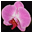 The Orchid Mall - Everything in Orchids
