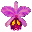 Internet Orchid Species Photo Encyclopedia