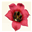 Pacific Bulb Society
