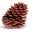 Buy Pine Cones Here! - PineCones.com