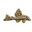 PlanetCatfish.com - The Aquarium Catfishes website