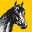 Pony of the Americas Club, Inc. | Official Breed Website