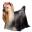 Polanerduin Yorkshire Terriers - The Netherlands