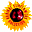 Radikal Sunflowers Colectivo