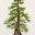 REBS website – Bonsai club founded in 1981, in Santa Rosa, CA. Dedicated to learning and promoting the living art of bonsai. Visit our website to discover more about the club.
