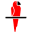 Bird Bands|Bird Breeding Supplies|Red Bird Products