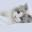 Home | Rivendoll Ragdolls Registered Breeder Mandurah