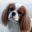 Cavalier King Charles Spaniel Zucht und Welpen von der Hohenzollernfeste