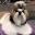 Shih Tzu Puppies for Sale | Home of Ryan's Shih Tzu Illinois, USA