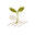 Heritage and Heirloom Seed Catalog for Organic Gardeners, Salt Spring