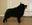 Safari Schipperkes - Schipperke Puppy Schipperke Puppies