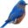 Sialis.org - Information on bluebirds and other birdhouse birds