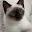 Siamese Kittens | Home (Raised with Love)