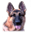 German Shepherds Rhode Island - Sirius Parks German Shepherds, AKC Champions.