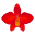 Slippertalk Orchid Forum