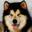 Snowlion Alaskan Malamutes| AKC reg, California Working & Show Kennel
