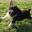 Spaanse Waterhond of Perro de Agua Español fokker de Amaragua pups