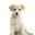 SpokesDog -- Diane Rich Dog Training, LLC