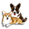 Springmill Corgis