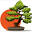 ST Bonsai - Blog sur les bonsaïs