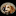 French Brittany Breeders | Epagneul Bretons | Sun Country Bretons