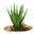 Complementary Therapies for Animals