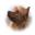 Temora Australian Terriers | AKC Australian Terriers | USA