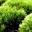 Teresa's Plants & More LLC | Floral Crafting Supplies, Moss, and Freeze Dried Foods