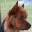 TexAun Aussies @ TexAustralian Kennels
