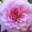 The Best Covid Safe Thai Massage in Marin and SF Bay Area!