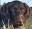 Three Devils German Wirehairs
