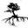 Heirloom Fruit Trees for Home & Farm Trees of Antiquity rooted organic