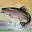 TROUT CREEK SWISS MOUNTAIN DOGS - Home