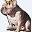 Tinkertime Frenchies, French Bulldog Breeder, Frenchies in Florida