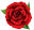Tulsa Rose Society