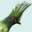 Turacos – Welcome