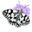 Butterfly Conservation - Upper Thames Branch - Home Page