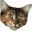 Victoria Cat Rescue - Home