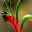 West Australian Floral Art Society Inc.