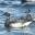 Black Brant Geese – Washington Brant Foundation