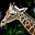 Wildlife World Zoo | zoo and aquarium | 16501 W Northern Ave, Litchfield Park, AZ 85340