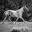 Black Hills Wild Horse Sanctuary