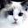 WillowTreeRags Ragdoll Kittens in Massachusetts