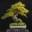 Bonsai & Yamadori from Tony Tickle | My Life in Bonsai and Ancient trees