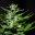 Weed Delivery Vancouver | Buy Weed & Psilocybin Online - Yellowstone Cannabis Directory