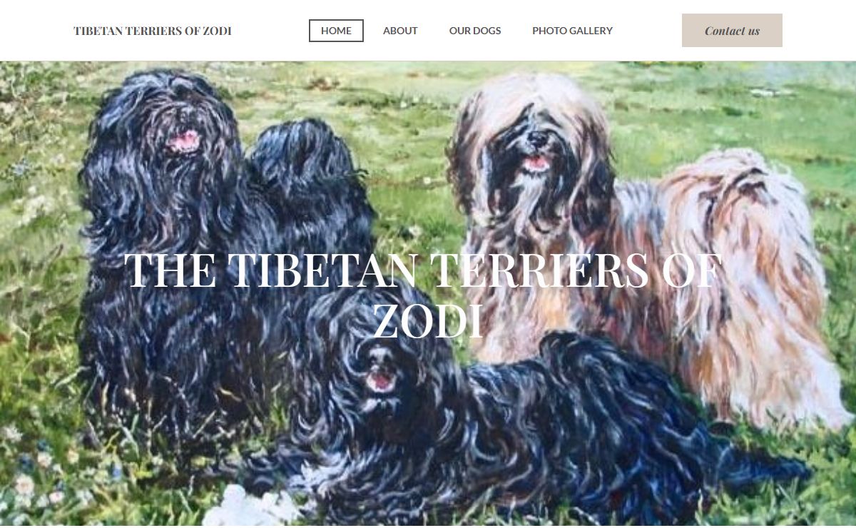 The Tibetan Terriers of Zodi